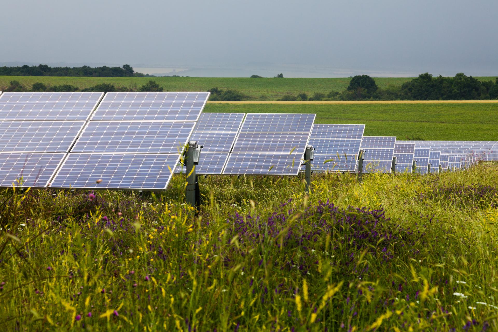 Ground view of a utility-scale solar farm 