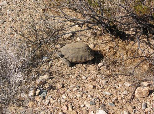 The desert tortoise is just one threatened species that requires habitat conservation planning by solar project developers.