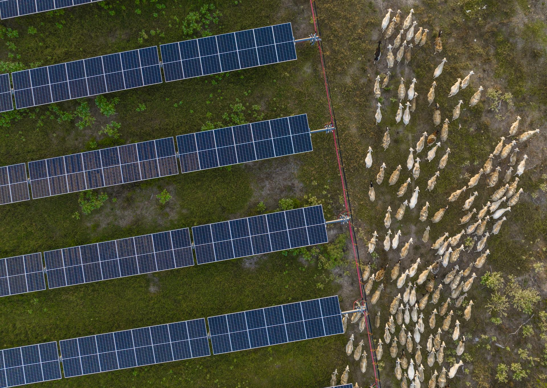 Sheep grazing next to a solar array.